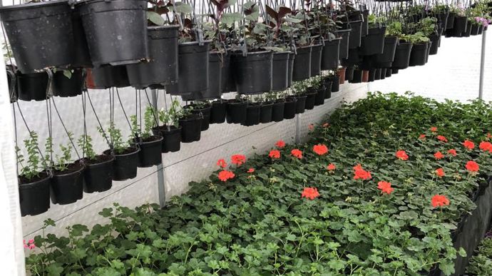 L’installation de Théo sera effective en juin 2019, mais en attendant, il prépare ses premiers plants. Début de commercialisation a priori pour la Toussaint 2019 avec des chrysanthèmes. ©Théo Jeanroy